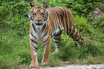 Fototapeta na wymiar Bengal Tiger in zoo