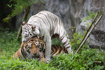 Fototapeta na wymiar Tigers in zoo