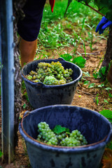 People working on vendange, vine harvest.