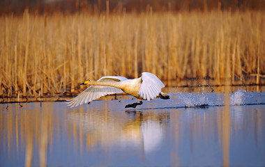 Swan © kyslynskyy