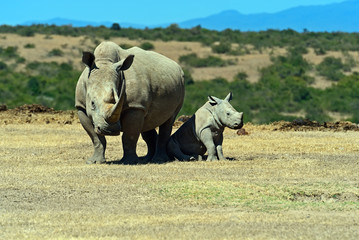 Fototapeta premium Rhino