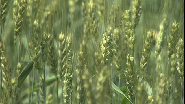 Kansas, Rack focus through wheat heads