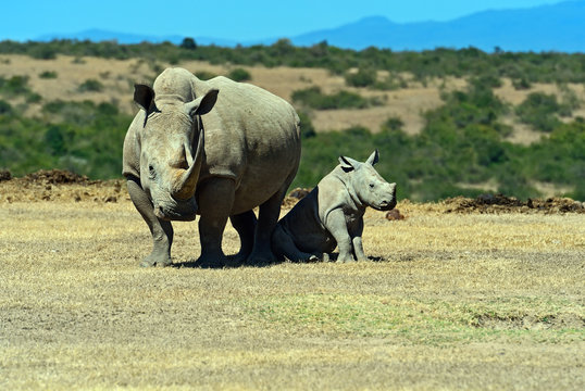 Rhino