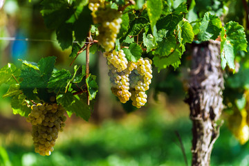 Obraz premium Muscat grape bunch on the sun