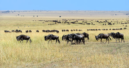 Masai Mara wildebeest