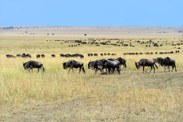 Fototapeta na wymiar Masai Mara wildebeest