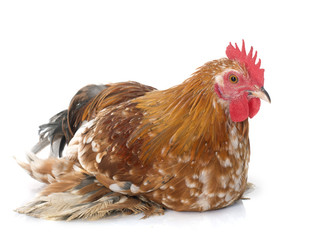 rooster bantam