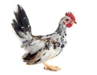 serama chicken