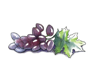Vector watercolor sketch of grapes.