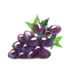 Vector watercolor sketch of grapes.