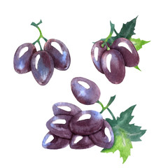 Vector watercolor sketch of grapes.