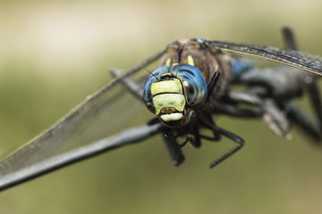 horizontal close up head shot of a colorful dragonfly perched on a wire fence with a green blurred background with room for text.