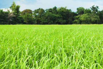 Fototapeta premium The paddy field near the community forest use as background