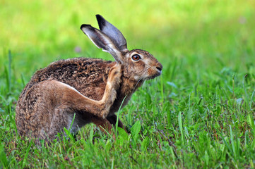 Fototapeta premium Brown hare