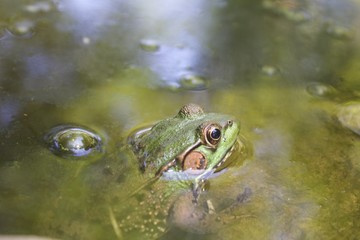 Frog in the Pond