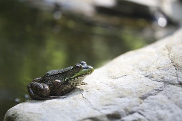 Frog on a rock