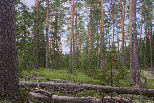 Pristine northern Scots pine forest