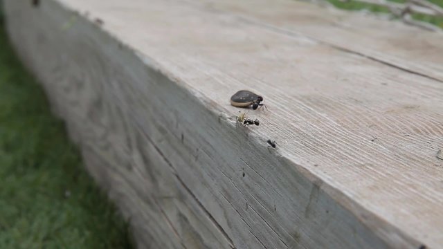 Hormiga arrastrando trabajosamente una pipa