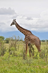 Naklejka na ściany i meble Girafe, Afrique