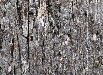 Wooden background