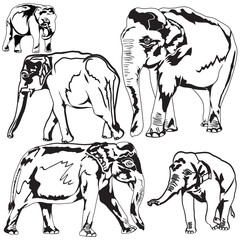 Elephants in Different Poses