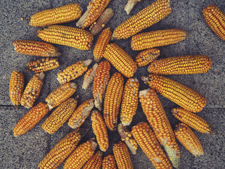 Fototapeta na wymiar Corn