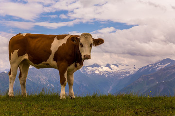 Fototapeta na wymiar Alpinkuh, cow in Alpen, Austria