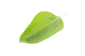 Fototapeta na wymiar Green leaf isolated on a white