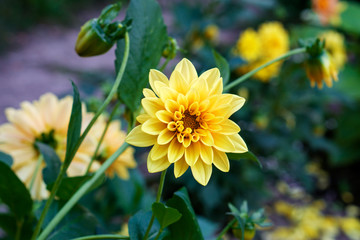 Contrast yellow flower dahlia macro in garden