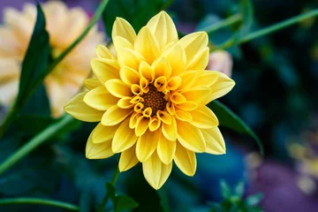 Foto auf Acrylglas Dahlie Kontrast gelbe Blume Dahlie Makro im Garten gefiltert
