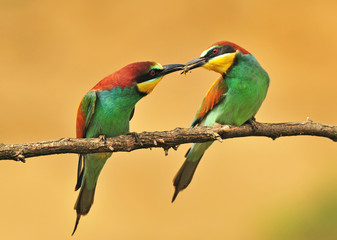 Bee eaters sharing a bee