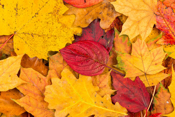 Fall leaves background
