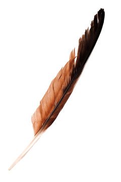 Eagle Feather On White Background