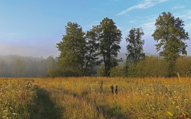 Fog in woods in the morning 