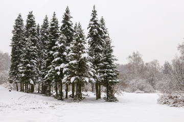 Winter forest
