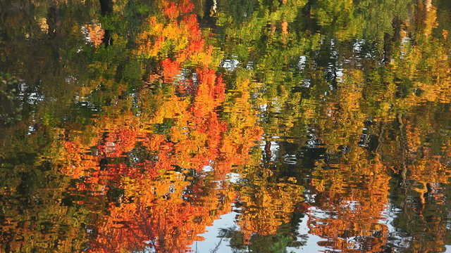 Reflection of autumn trees in the water. Autumn Landscape. 4K.