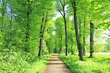 Obraz premium Traumhafter Waldweg