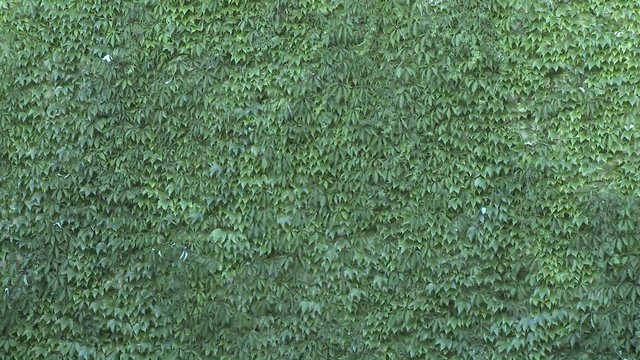 Green wall with leaves being shaken by the wind. Green walls are alternatives for heat shields, and lower temperatures inside the building.