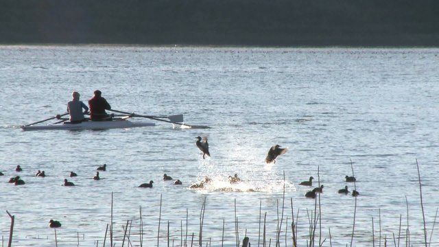 Two people rowing a double scull through a flock of birds on Lake Casitas in Oak View, California.