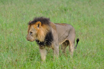 Lion, Afrique, savane