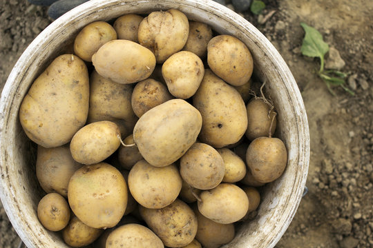 potatoes in a bucket