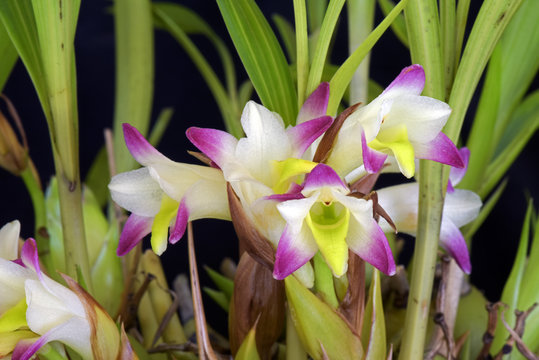 Orchid Bothriochilus bellus