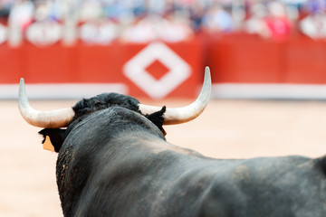 Toros