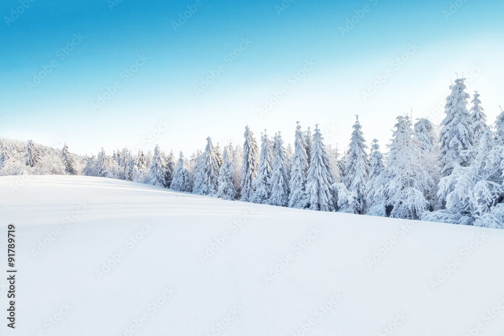 Wall mural winter snowy landscape