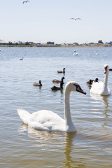 White swans and other birds on the pond