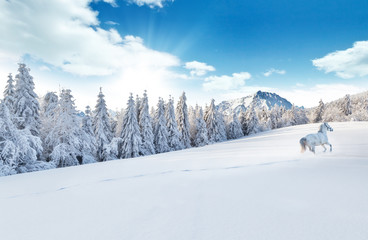 Fototapeta na wymiar White horse running in winter landscape