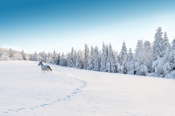 Naklejka premium White horse running in winter landscape