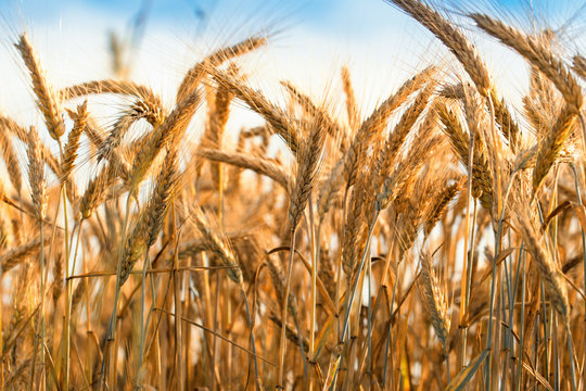 Grain field in bright summer day.