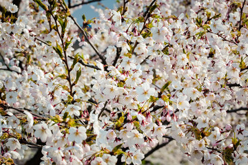Sakura cherry trees