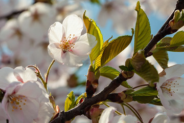 Sakura cherry trees